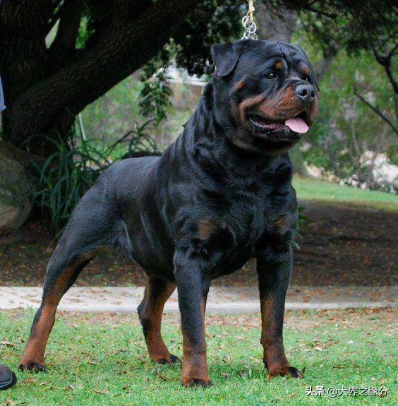 最厉害的护卫犬十大排名,世界上最好的护卫犬前10种