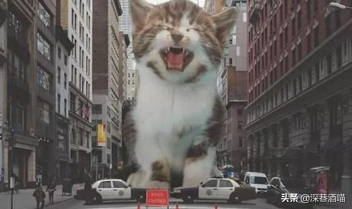 猫咪有这些行为证明你养猫真失败,猫咪骗局揭秘