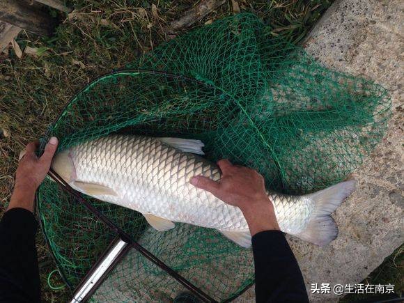 南京江北钓鱼野钓地点推荐,南京钓鱼地点推荐野钓
