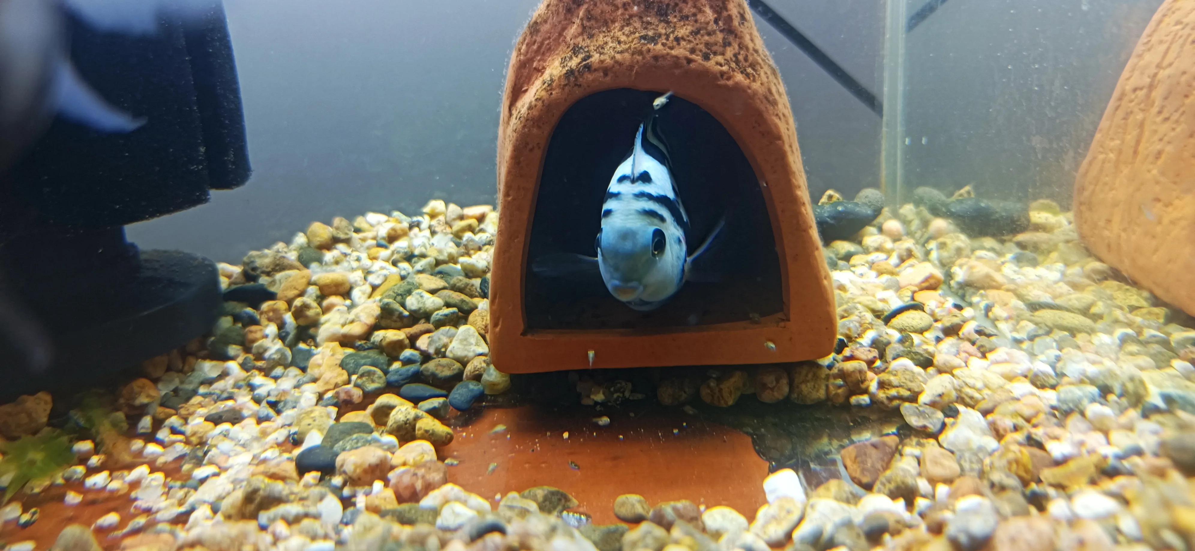 鹦鹉鱼可以跟迷你鹦鹉鱼一起养吗,迷你鹦鹉鱼和鹦鹉鱼能混合吗