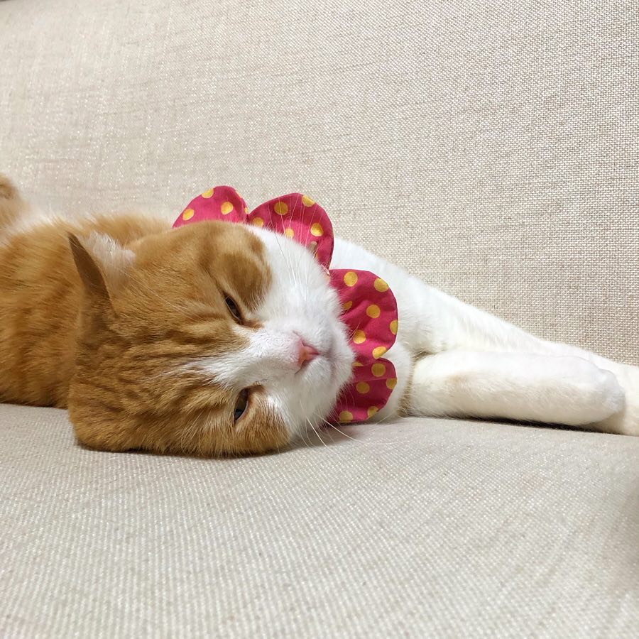 猫经常吃宠物火腿肠会怎么样,猫经常吃鱼内脏好不好