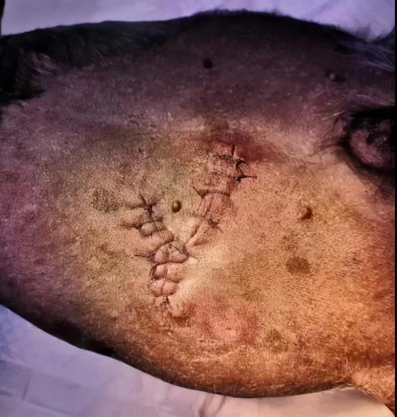 如果狗狗不慎被咬伤，作为家长该怎么办？