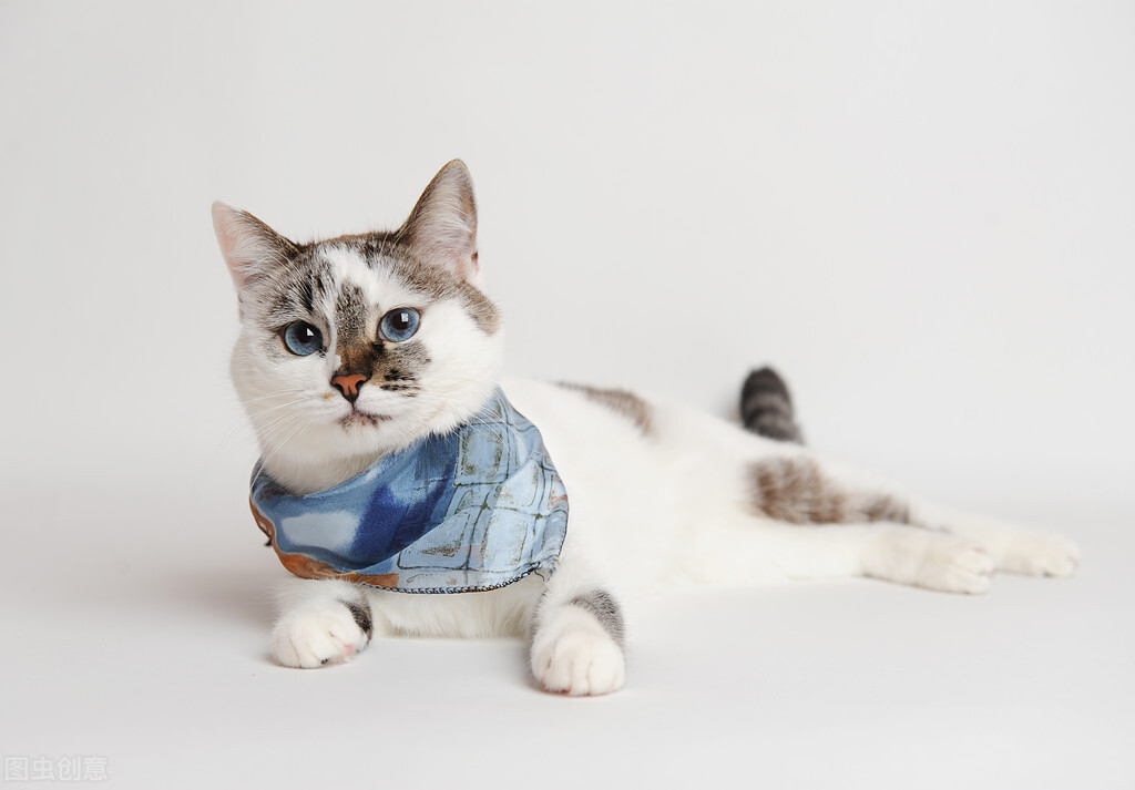 猫咪肚子上一坨赘肉但是不胖,猫咪肚子下坠一块肉是疝气