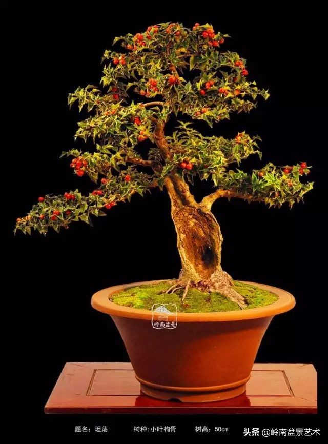 文人杂木盆景精品欣赏,可以做盆景的杂木图片大全