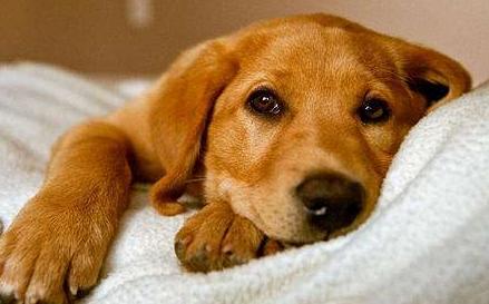 小狗崽不听话可以打吗,小狗崽一直咬东西怎么回事