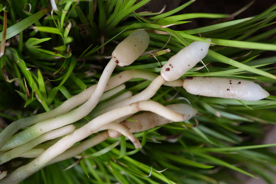 兰花植料里的白丝丝是兰菌吗?有害还是有益?