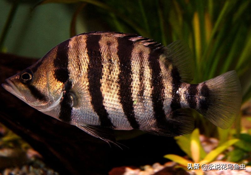 孟加拉银虎鱼是夜行鱼吗,黑色的虎鱼是哪个品种