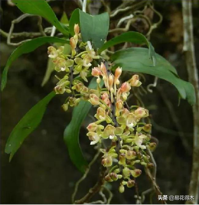 兰花国家级濒危珍稀物种布袋兰,国家保护植物兰花品种介绍