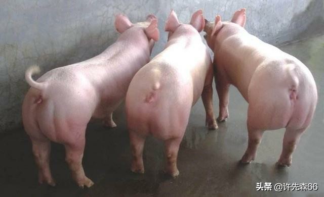 二元母猪和土杂母猪哪个抗病力强,土杂母猪配什么品种最好