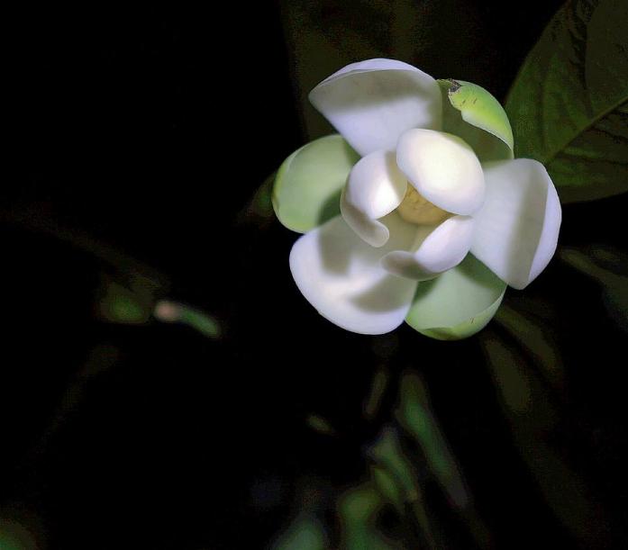 诗词-花能含笑笑何人？古诗词了的含笑花，如美人含羞，嫣然一笑