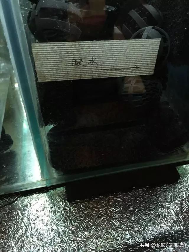 垃圾桶旁边的四方鱼缸，捡回去养了一缸金鱼，别说还挺不错