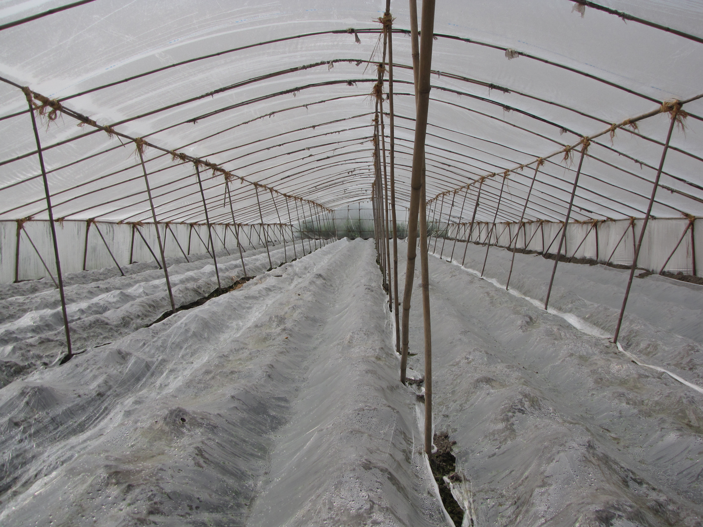 生姜温室大棚,大棚生姜育苗移栽的方法