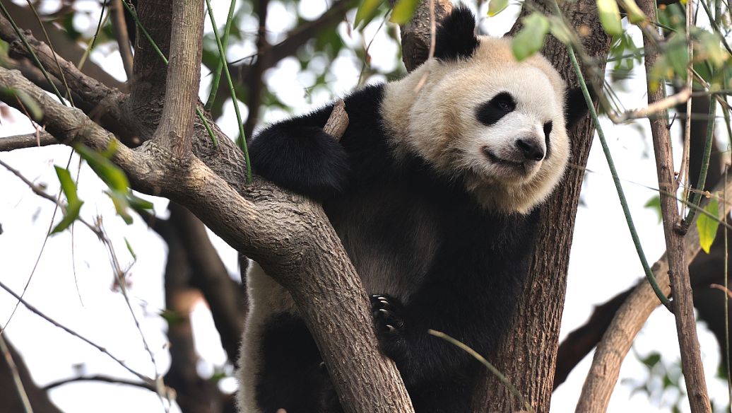 cba比赛历程表,历年cba赛程表