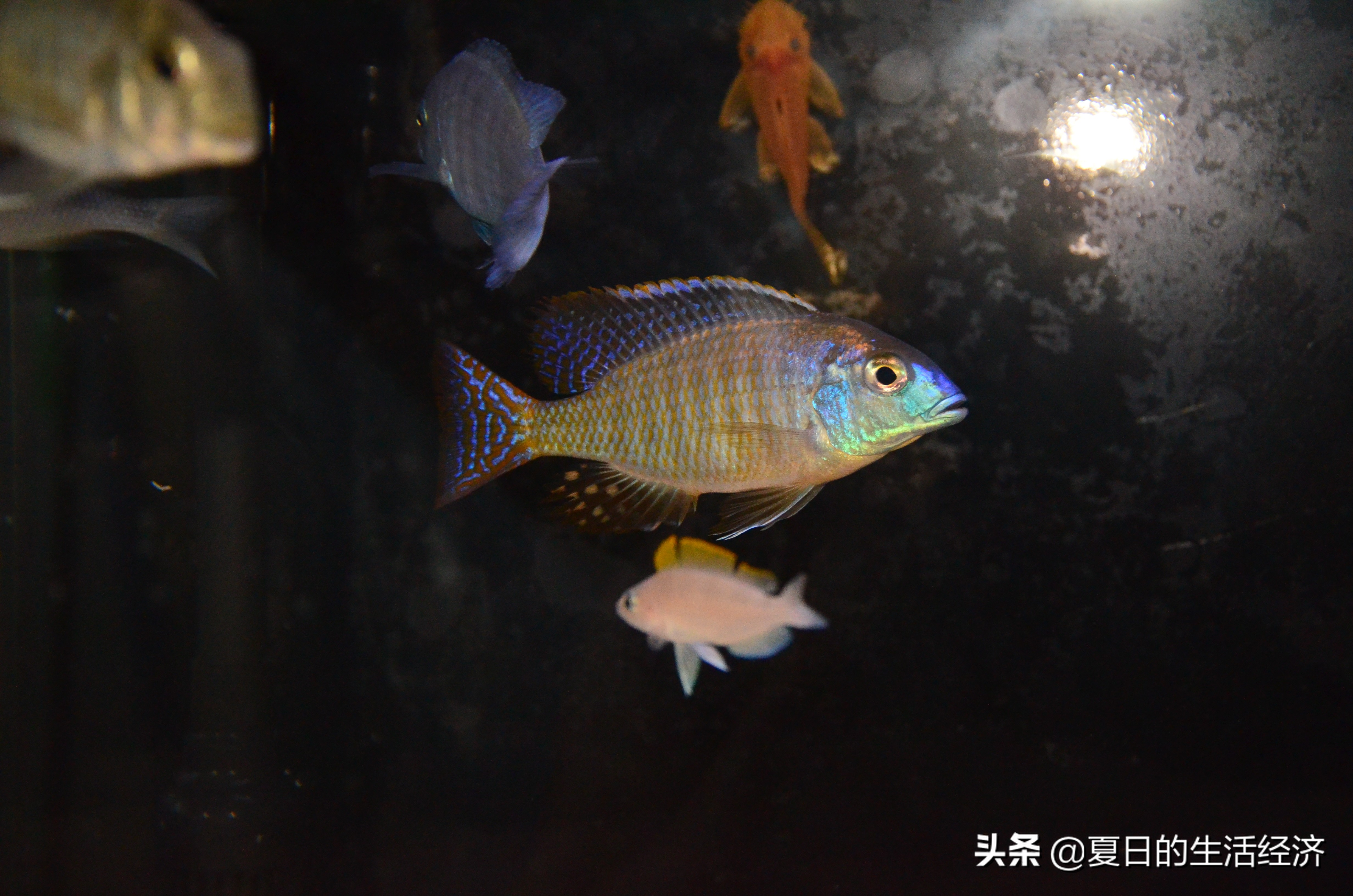 回忆三湖,三湖慈鲷纪念