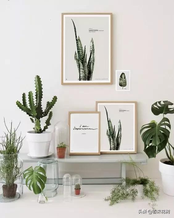 花盆里的杂草到底要不要拔,花盆里的杂草应当拔掉还是剪掉