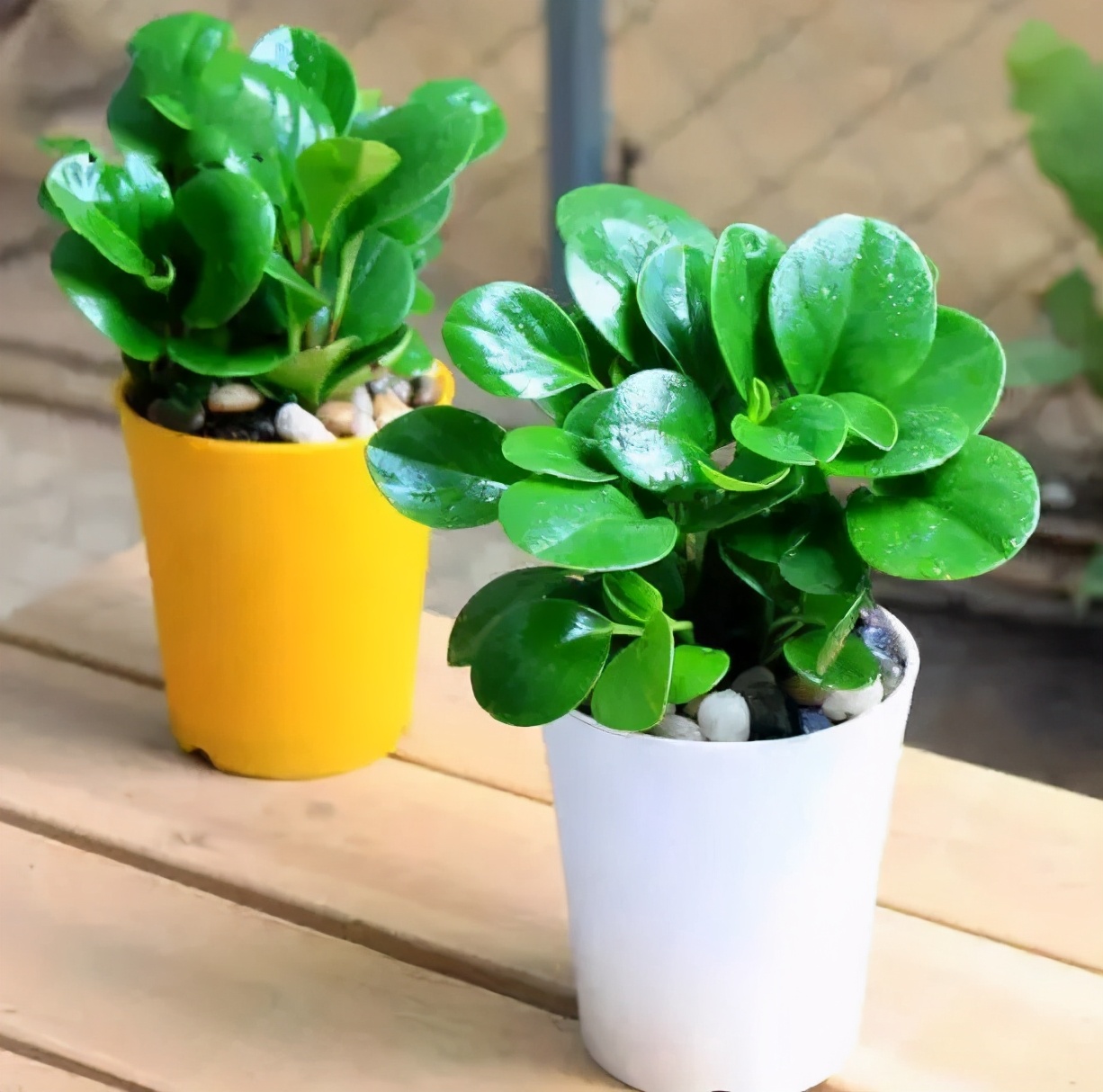 豆瓣绿叶片长黑斑是怎么回事,豆瓣绿新叶子卷曲是怎么回事