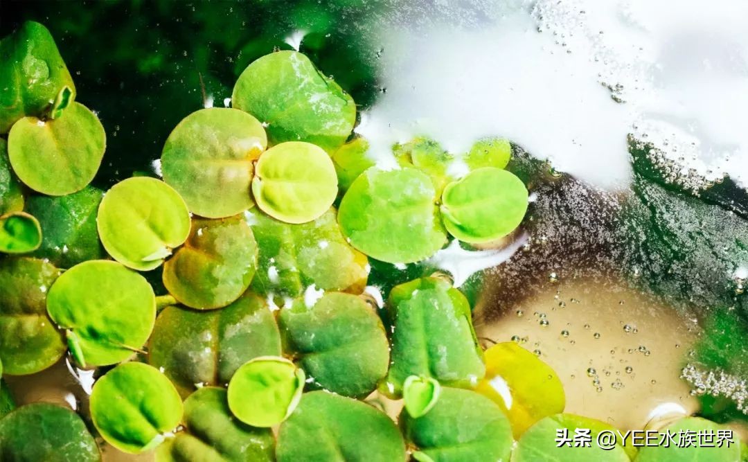 硝化细菌正确使用方法直播,硝化细菌正确使用方法加哪里