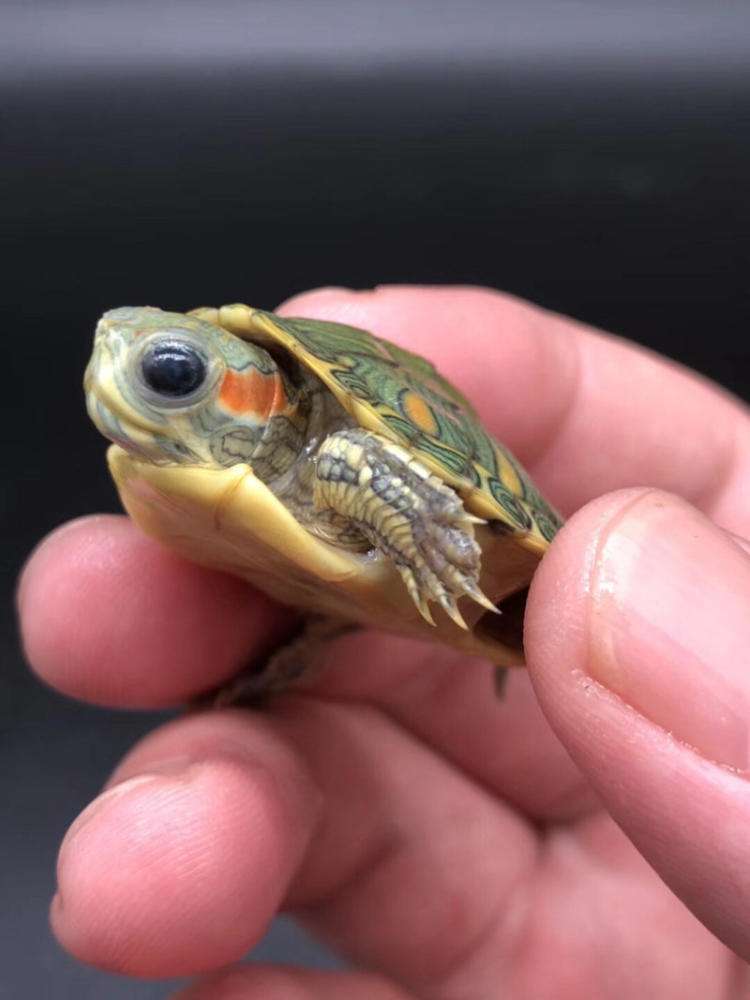 刚买一对小巴西龟如何养,养巴西龟省钱小技巧