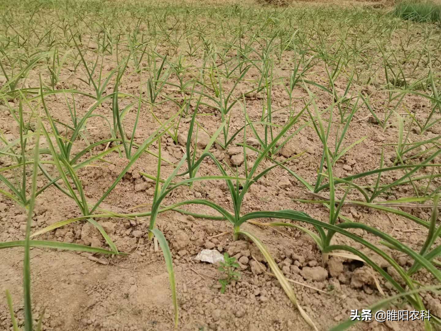 大蒜全黄叶了,大蒜黄叶是不是土壤有菌