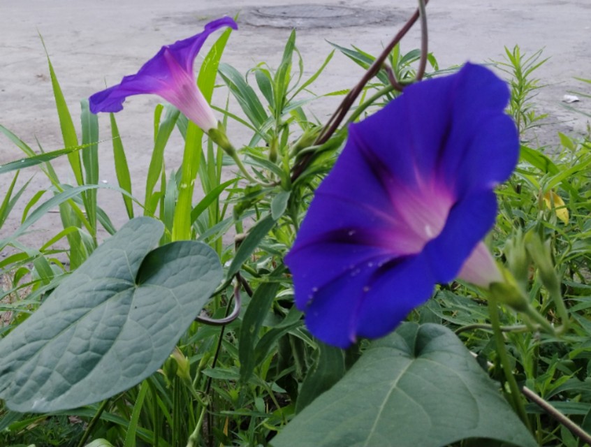 可爱的牵牛花作文400字,可爱的牵牛花的作文300字