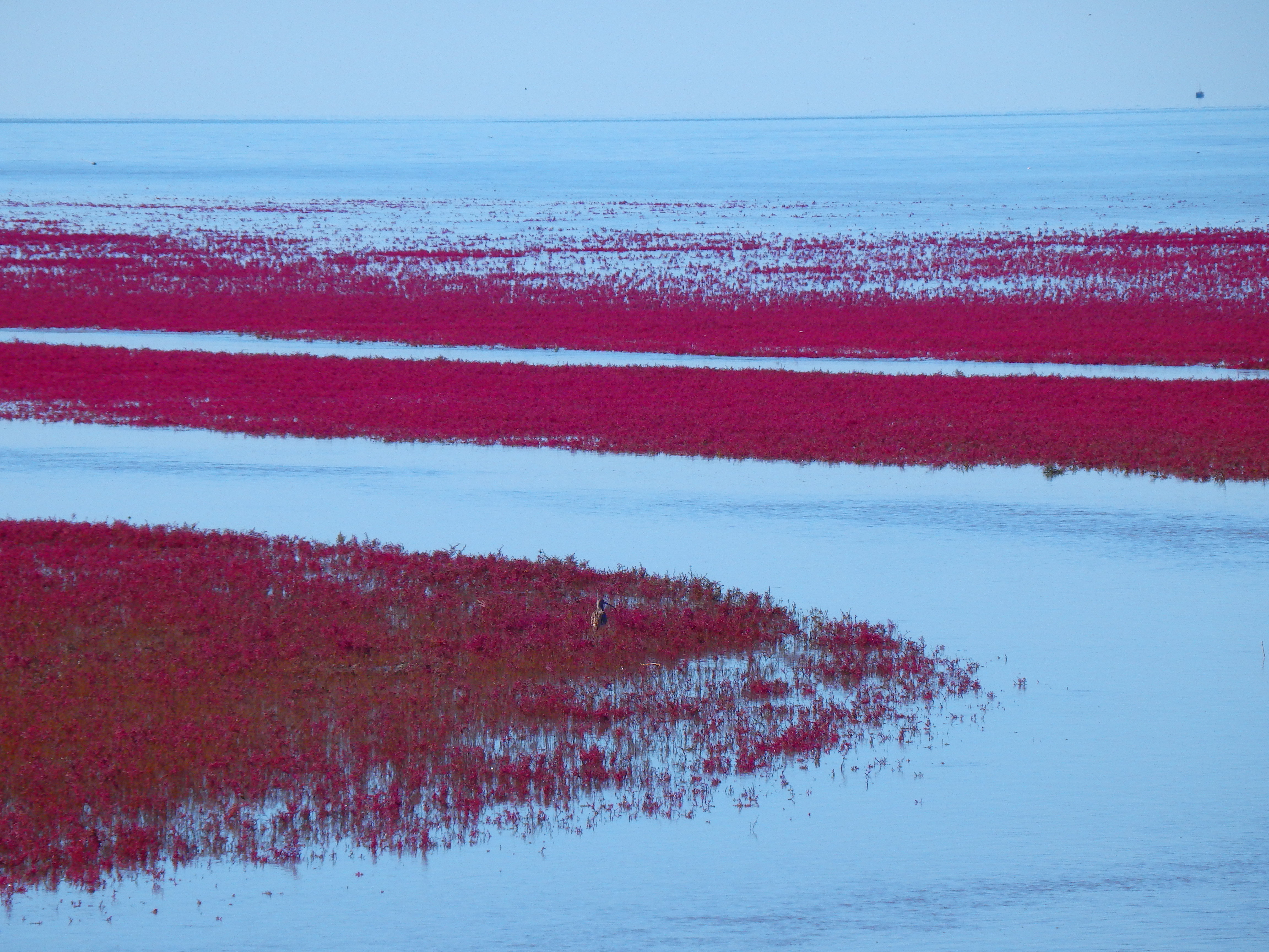 北京的北边有片红红的海北京很多人都没有去过