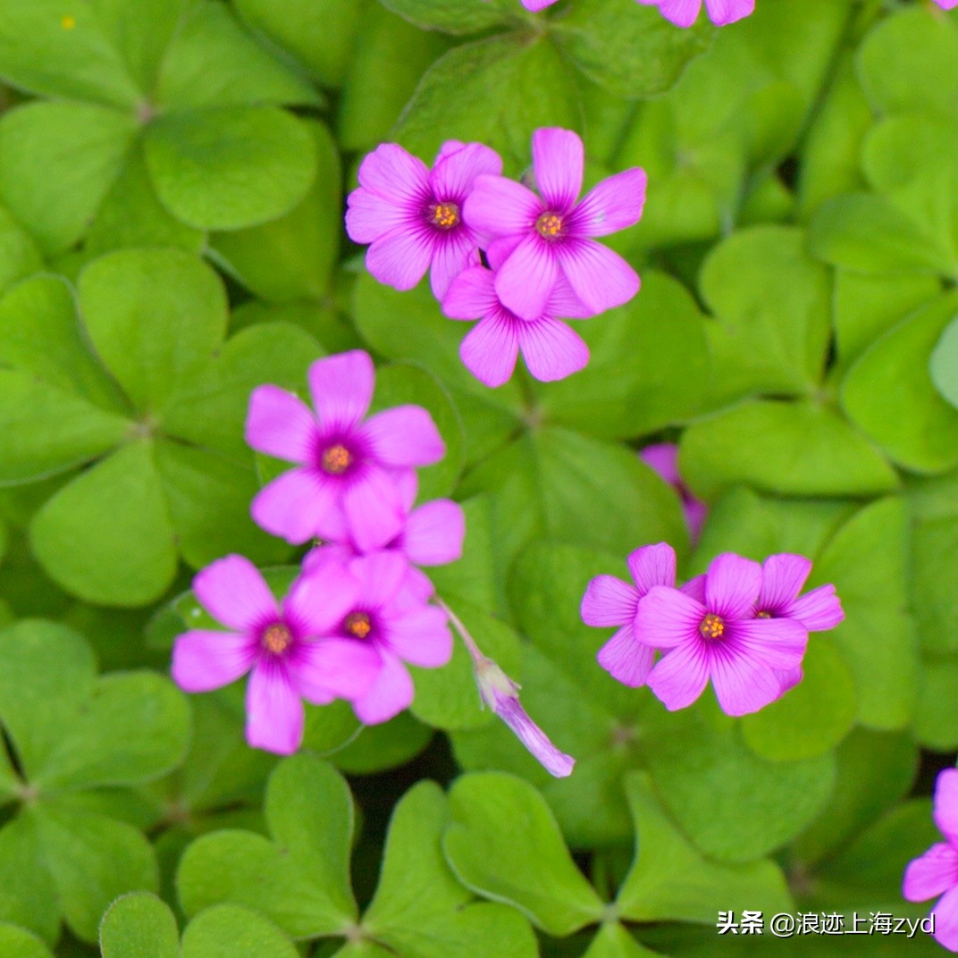 满地都是草的功效与作用,大面积红花酢浆草