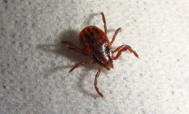 七八十年代人人头上有虱子,80年代时人们为什么会有虱子