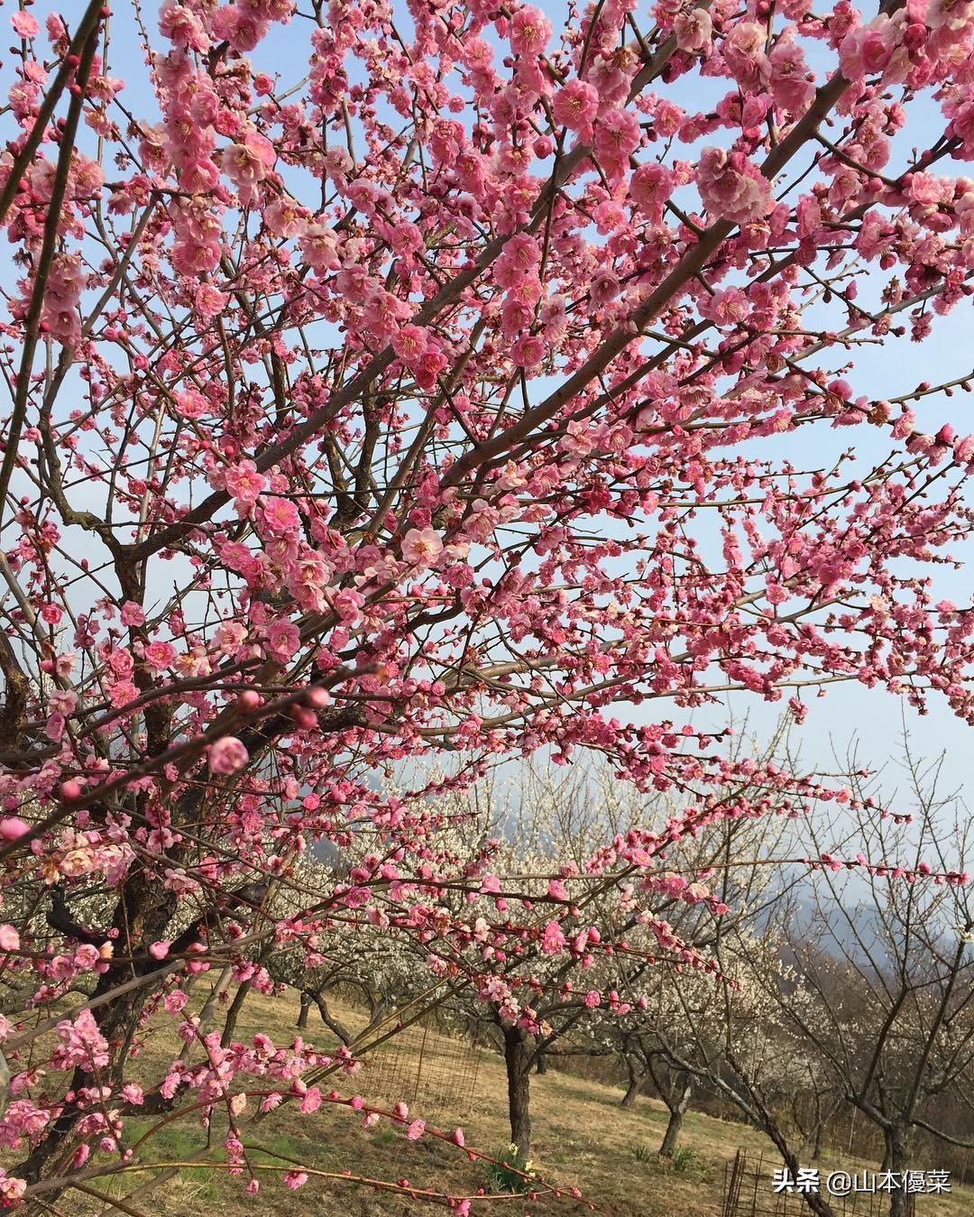 不先一步感受春天的到来吗日本全国华丽的梅花名胜