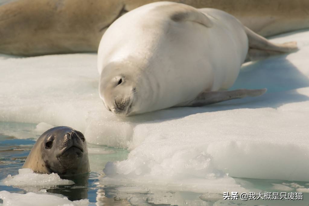 野生海豹不怕人,野生海豹保护