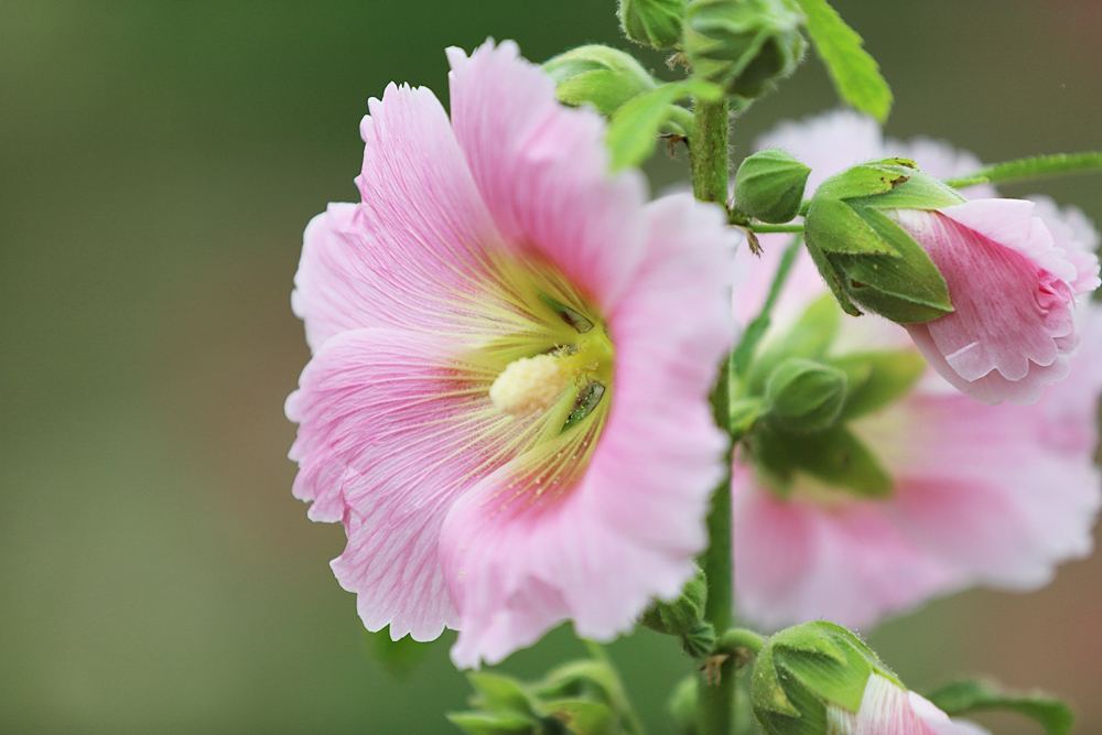 金堂鲜花山谷游记,金堂鲜花山谷蜀葵花盛放