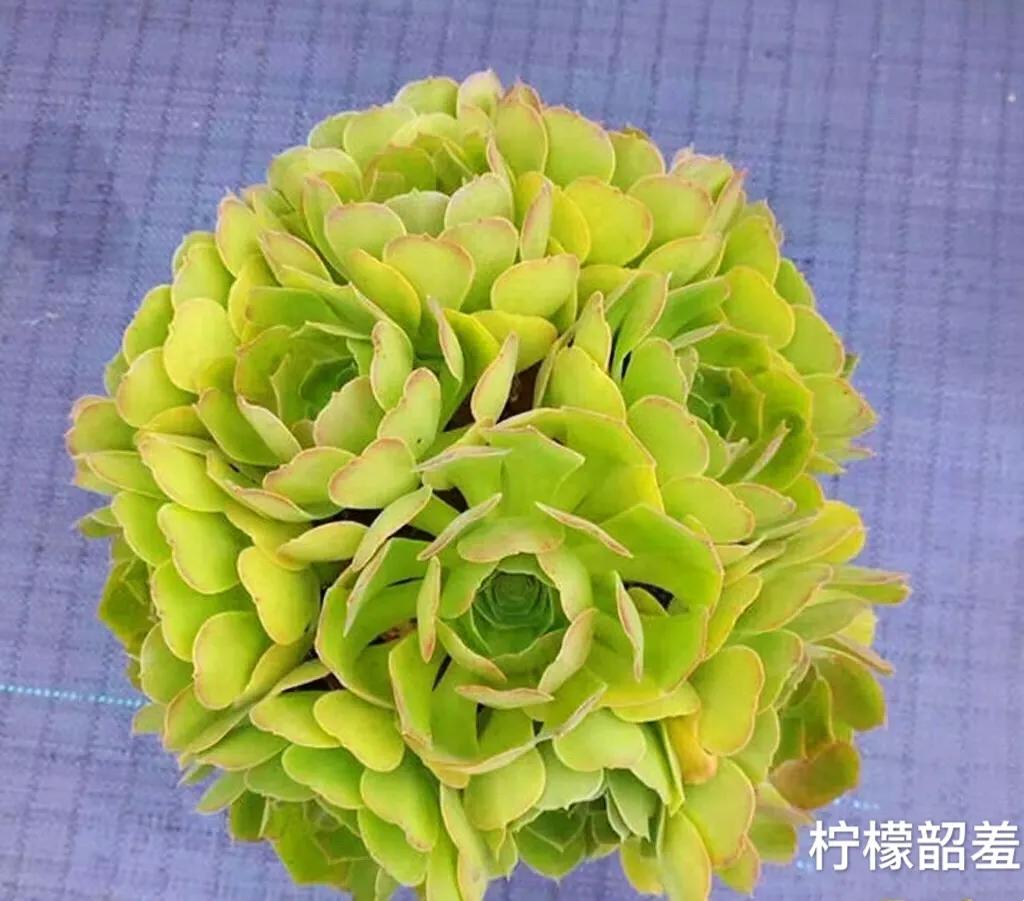 多肉法师韶羞现在能摘心吗,韶羞法师和荷兰玫瑰法师的区别