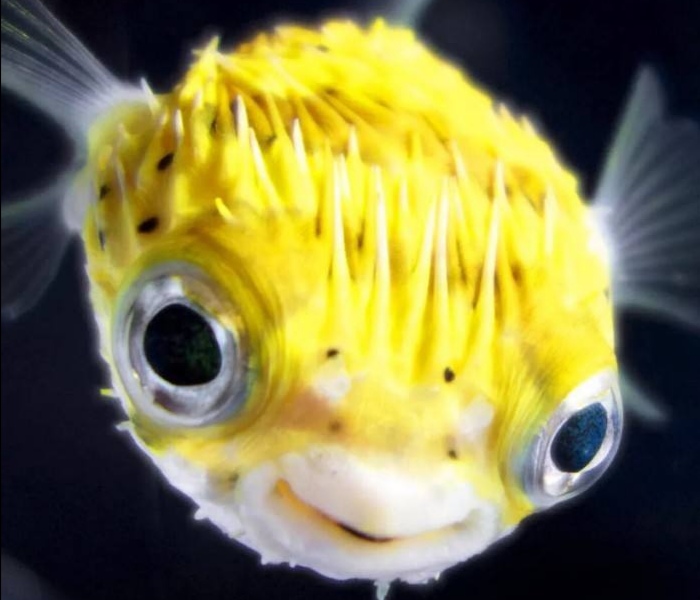 鱼儿的眼视力好不好,鱼儿的眼睛能看见东西吗