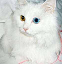 名贵猫咪的品种及图片大全,十大名贵猫咪品种排行榜