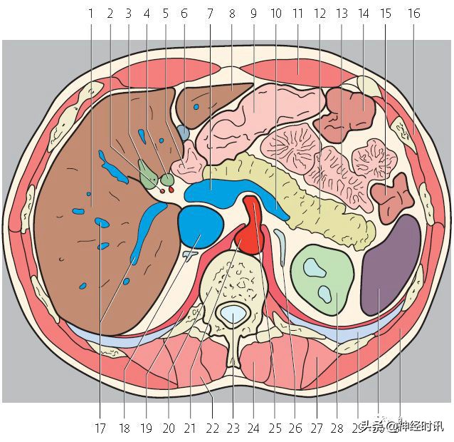 肾脏输尿管膀胱前列腺结构,肾输尿管膀胱解剖示意图