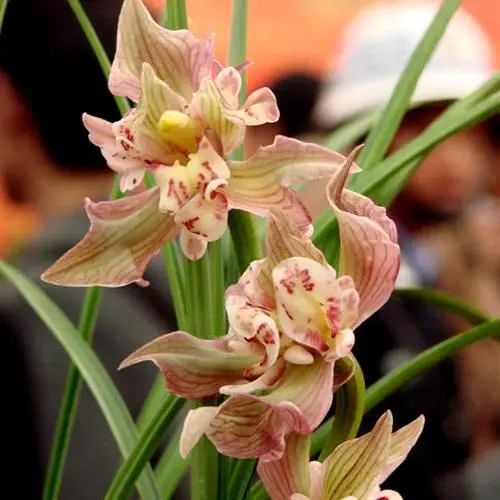 曾是天价兰的品种,天价兰品种