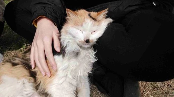 长毛猫和短毛猫哪个更好养,长毛猫和短毛猫哪个更打理