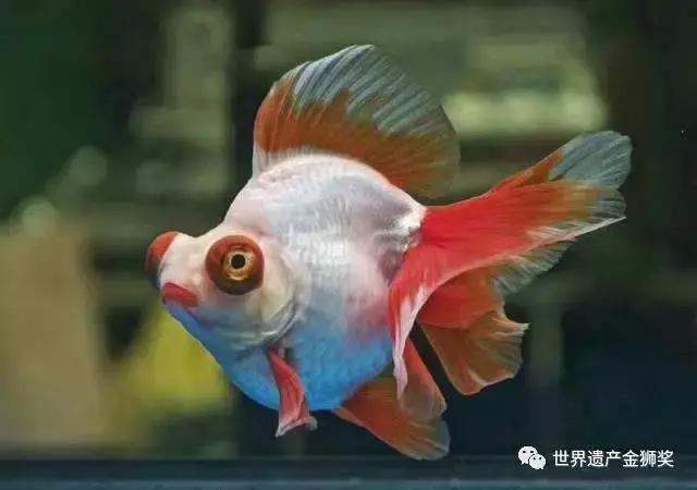 闽侯闽越古镇旅游攻略,世遗游玩