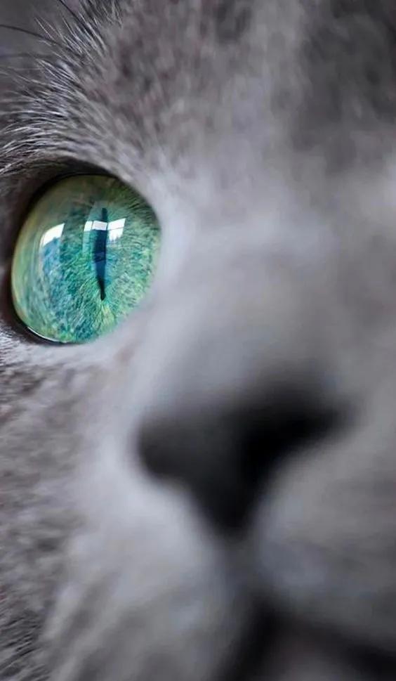 猫咪眼中的漂亮猫咪是什么样的,猫咪猫眼照片