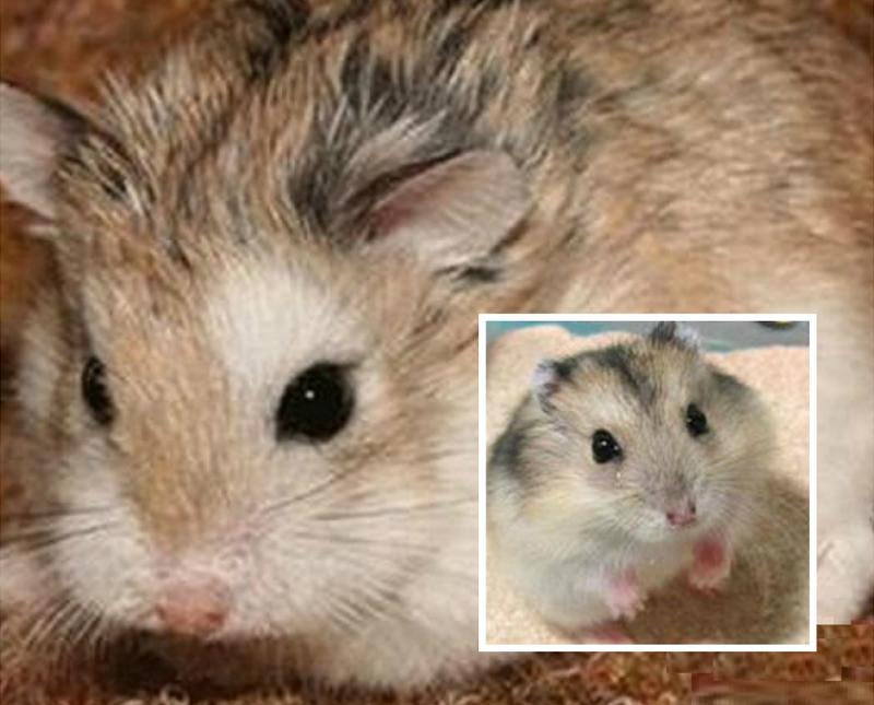 十大仓鼠,5种最不易死的仓鼠