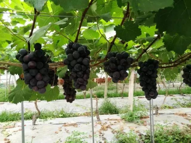 吐鲁番的葡萄熟了的景色,吐鲁番的葡萄熟了美丽的风景