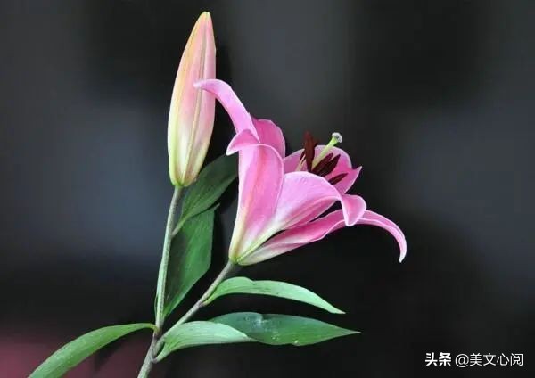 美文心阅：百合花开