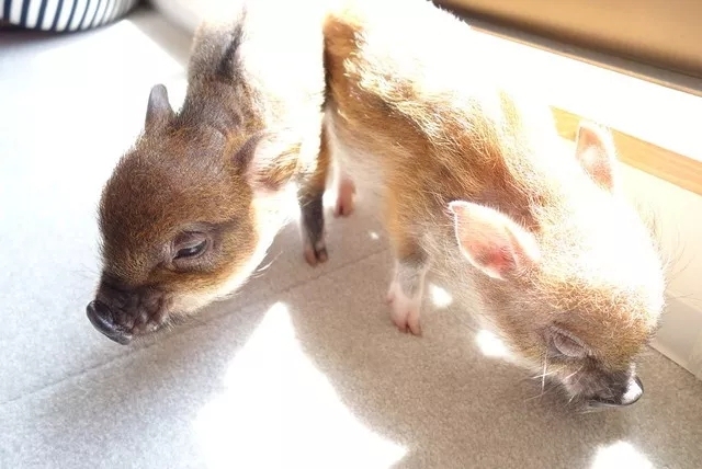 猫咪必去的咖啡馆 (猫咪咖啡厅有什么)