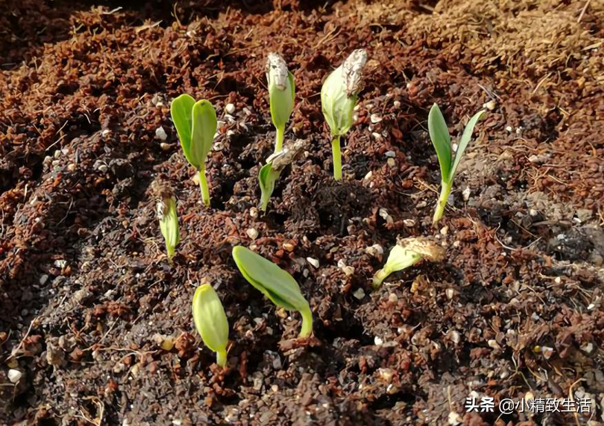 阳台种小葫芦温度高阳光强,盆里种葫芦的正确方法