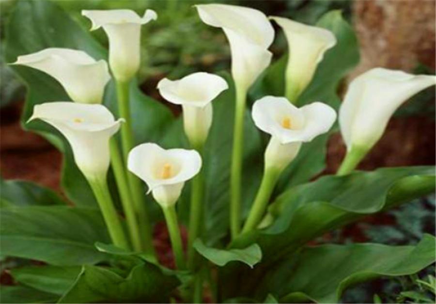 马蹄莲养了6年为什么不开花,可以快速爆盆的马蹄莲