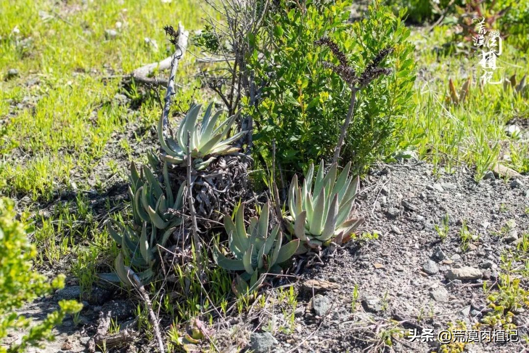 美国加州海岸仙女杯偷盗,美国加州仙女杯产业