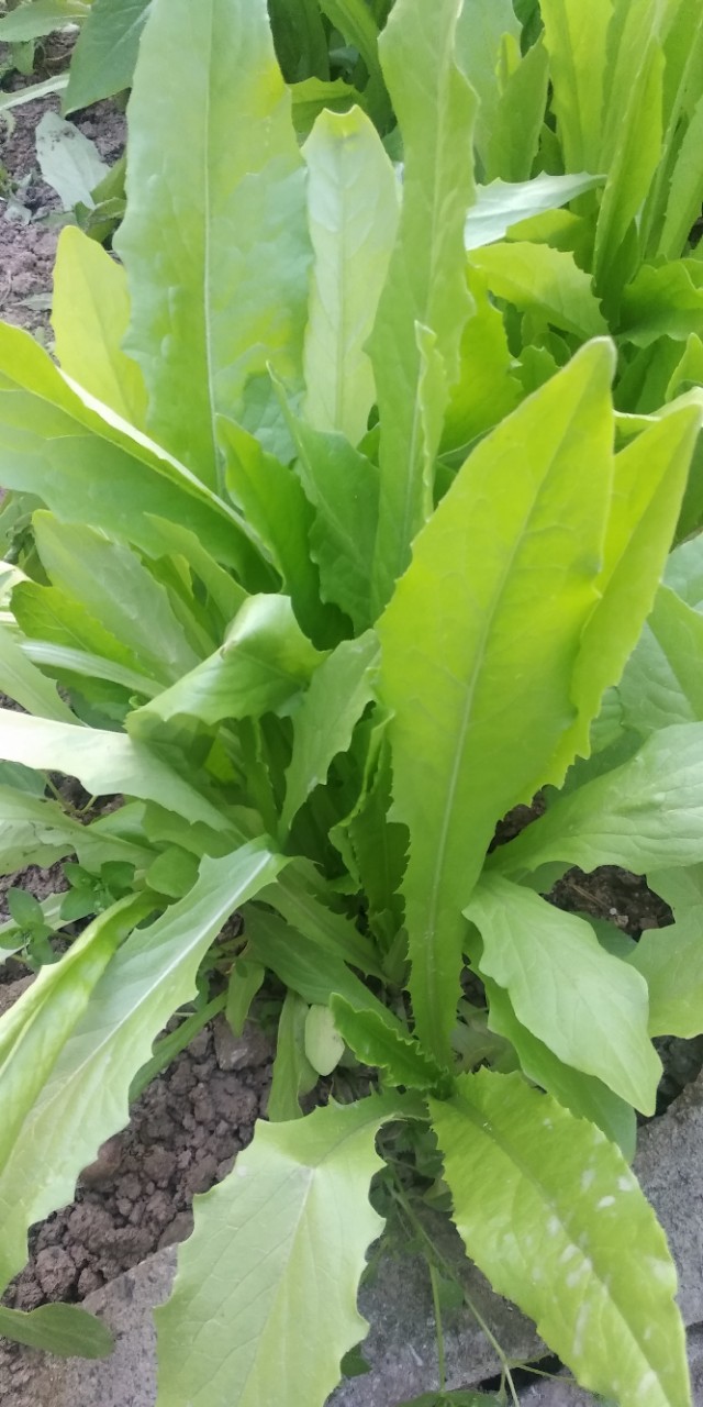 园子里的菜都有什么,园子里的菜