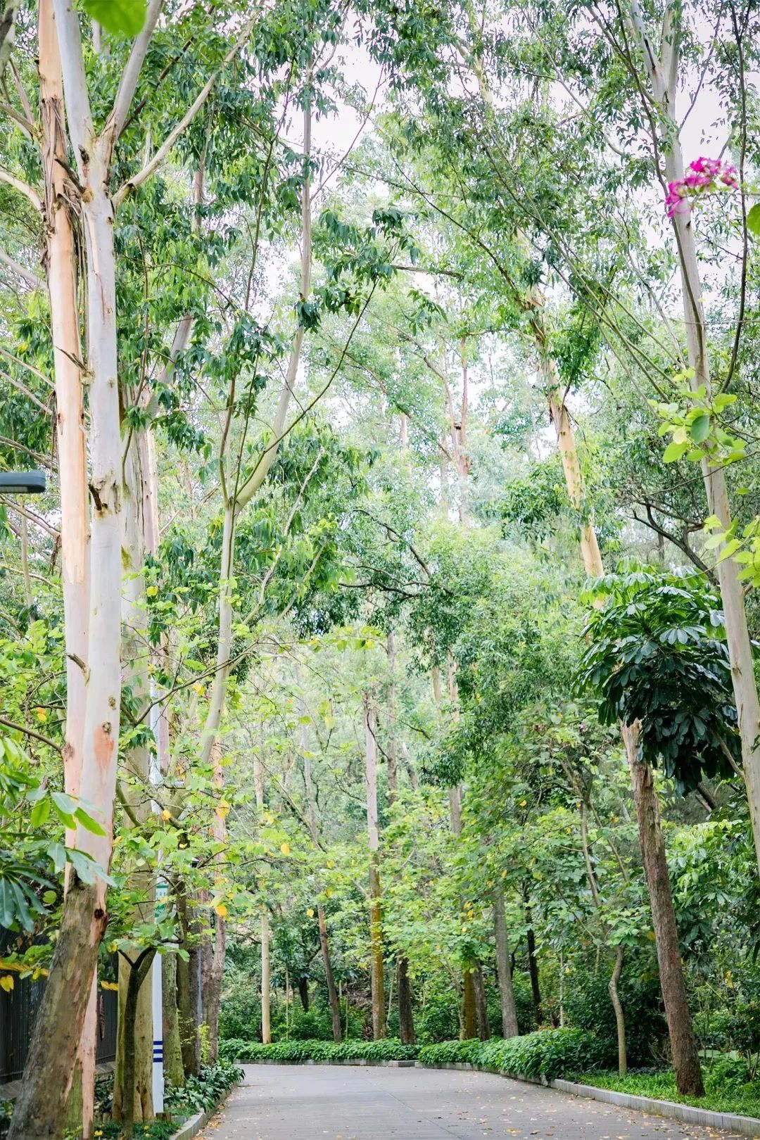 深圳这27个热门游玩地，坐2号线全都能到