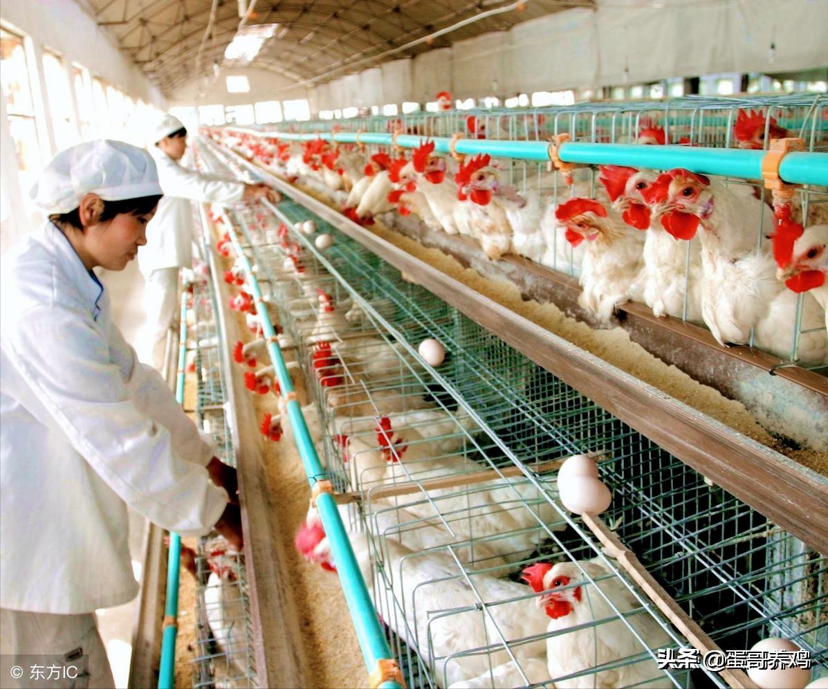 禽流感正高发,养鸡的防控形势