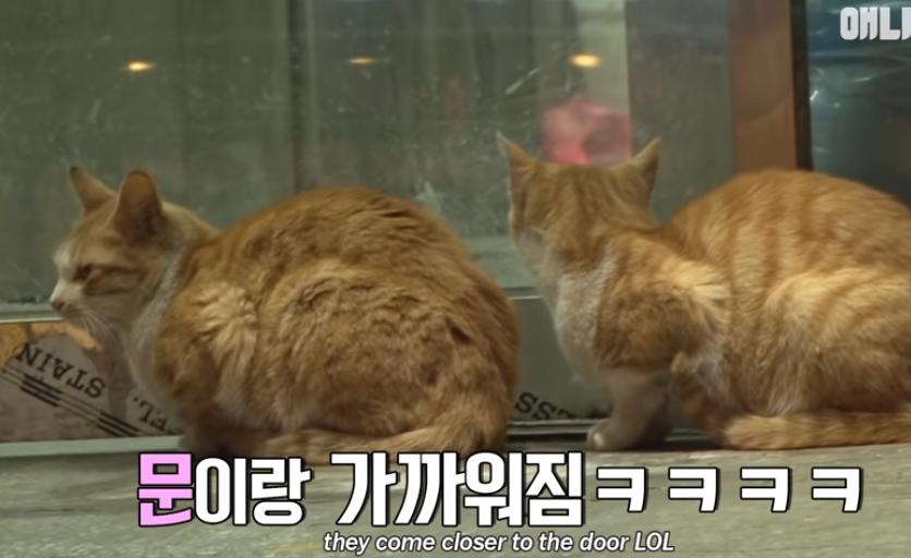 猫冷血无情是真的吗,猫的性格有多残忍