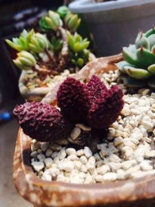 水泡系列的多肉有哪些,盘点七大常见的迷你小多肉